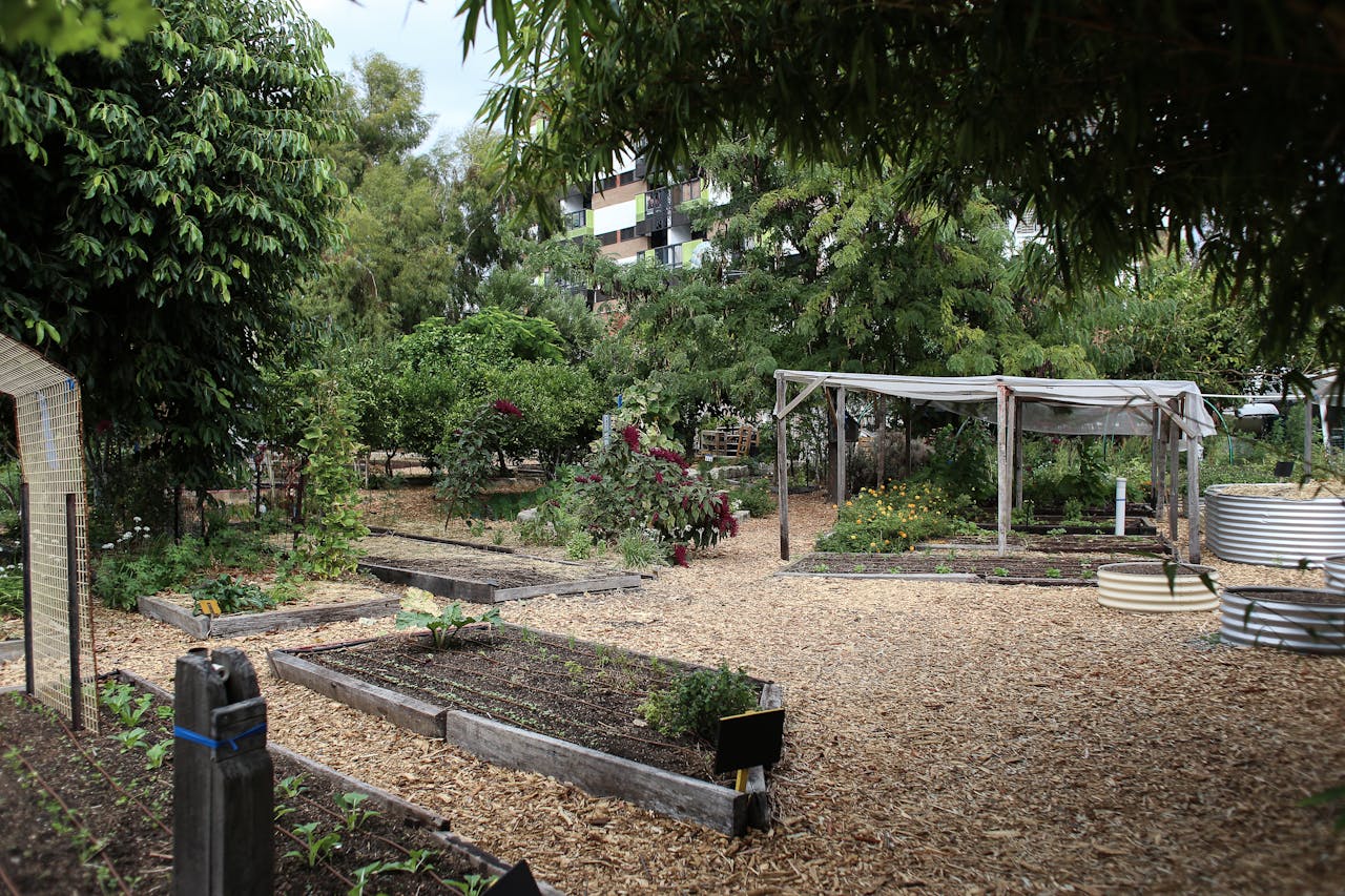 A thriving urban community garden with diverse plant life and wooden pathways under natural light.