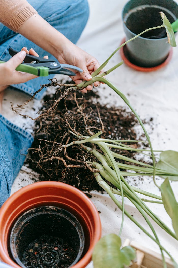 services-01 A gardener trims plant stems with scissors for indoor repotting.